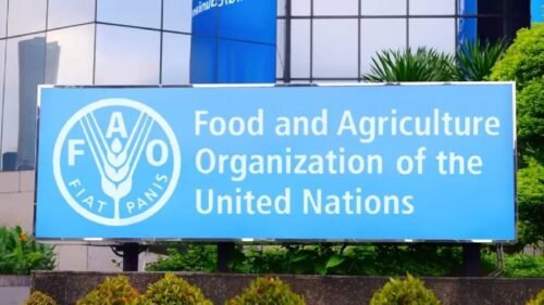 Work from Home with the United Nations : FAO Remote Job Opportunities Now Open!